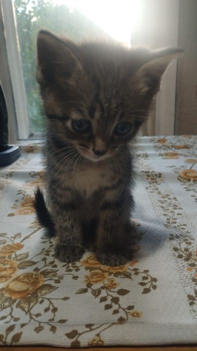 Отдам котят бесплатно