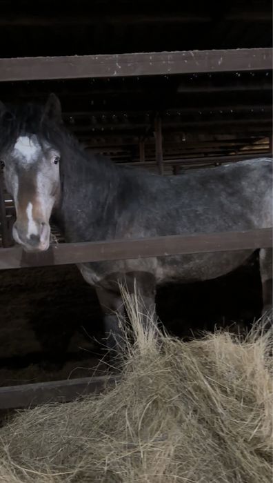 Донен жирный откорм 3 месяца