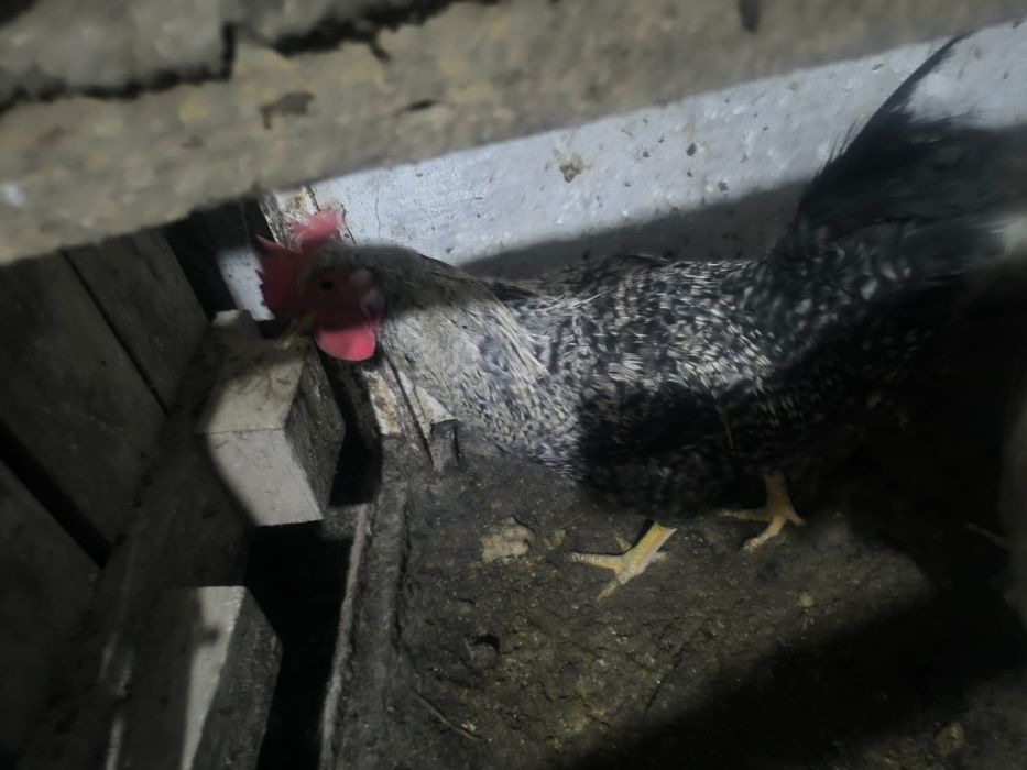 Продам молодых петухов