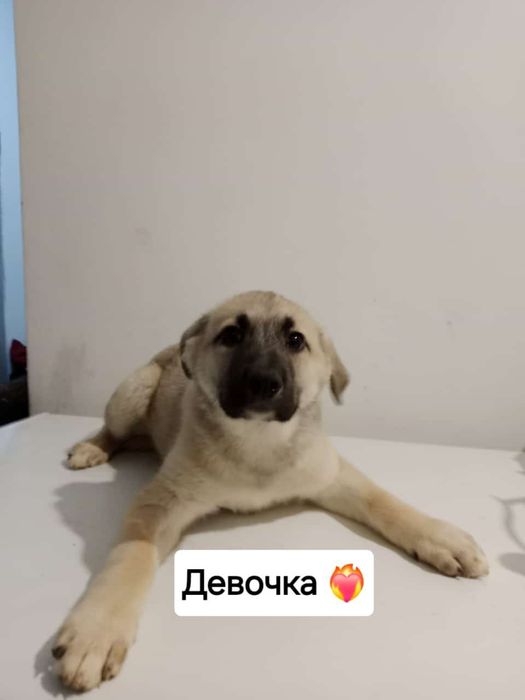 Щеночка будут не большие