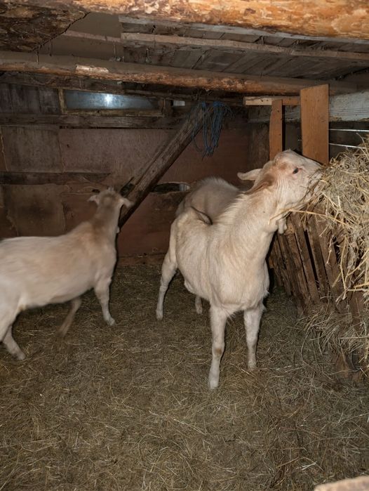 Vând țapi Sura Mare