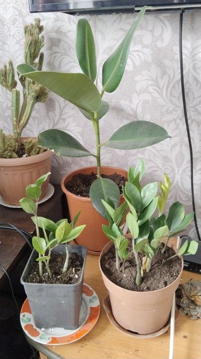 Продам цветы  комнатные адаптированые