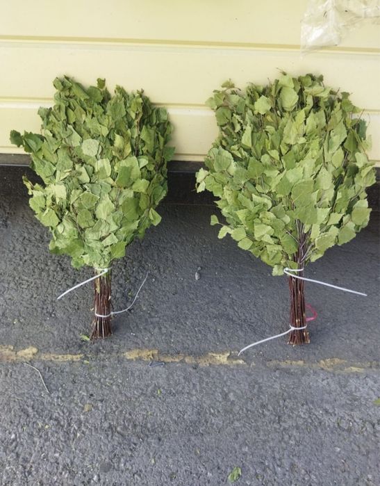 Банные березовые веники