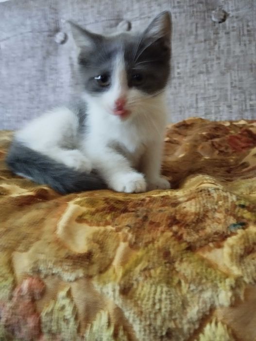 Девочка котёнок в добрые руки