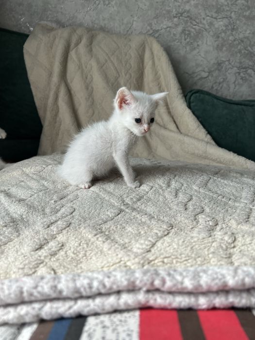 Котенок ищет дом