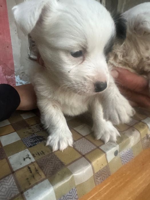Căței bichon maltez