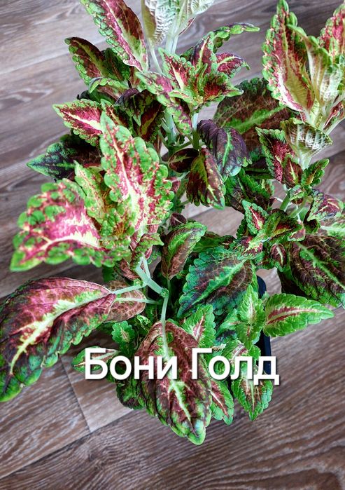 КОЛЕУСЫ. Листай карусель