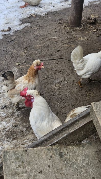 Ouă incubat găini pitice