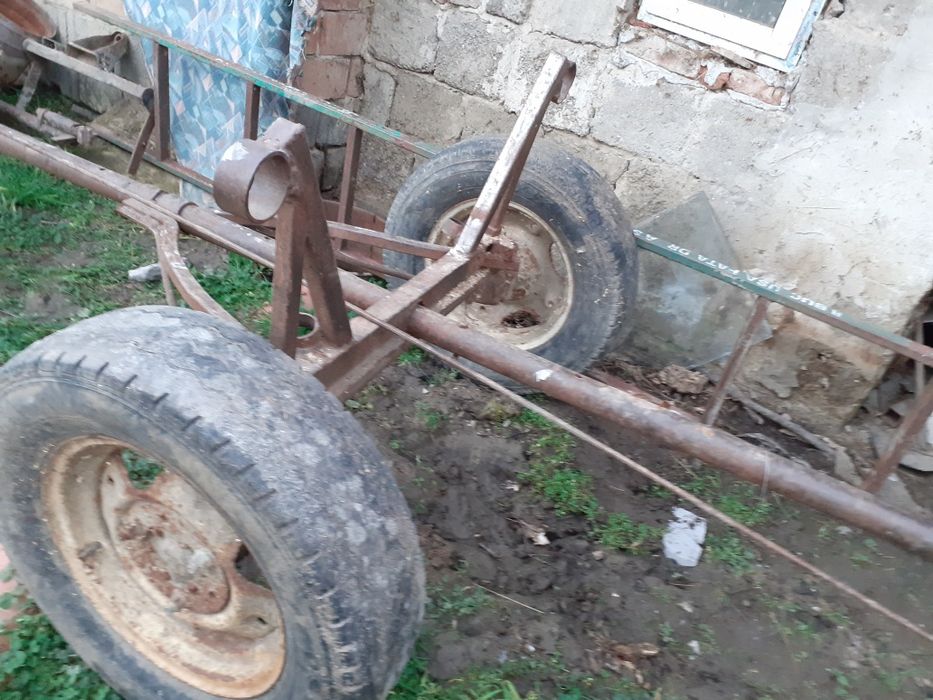 Ham pt cal purtat 1 an