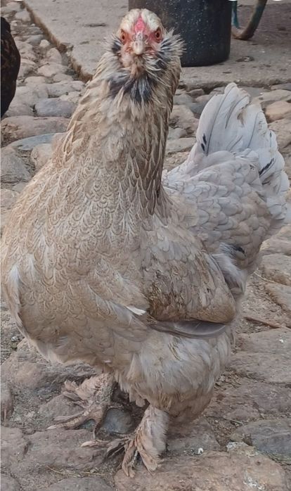 Găini de vanzare