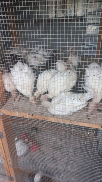 Домашный птица продам