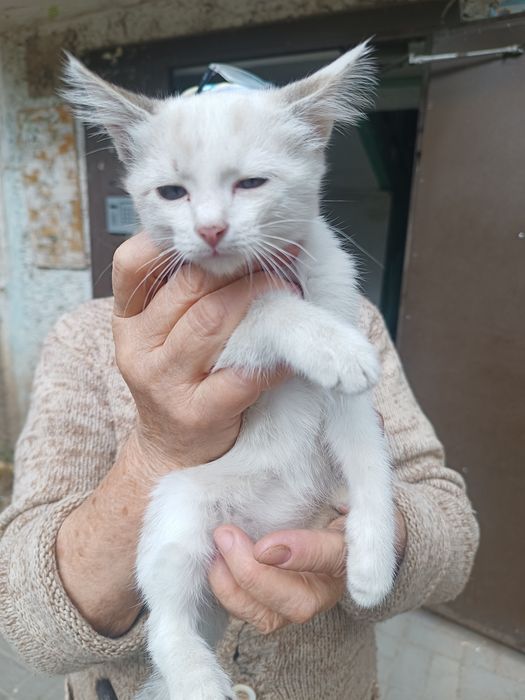отдам котят даром в хорошие руки