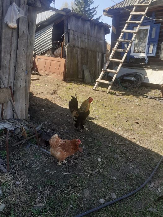 Продам годовалого петуха