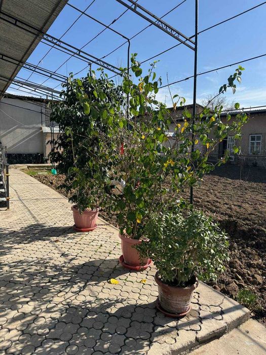 продаются цветы для огорода