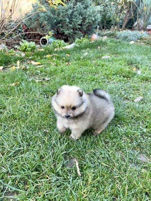 Померан мини момче. Померанче