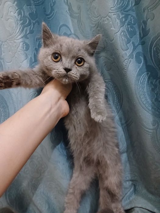 Продам в добрые руки