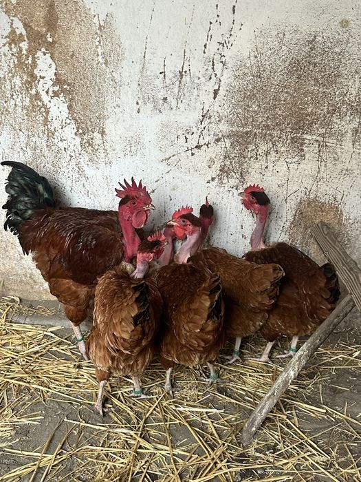 Ouă incubat  Gât Golaș de Transilvania