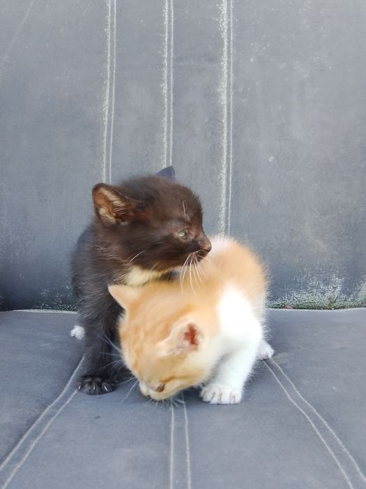 Отдам 5 котят бесплатно