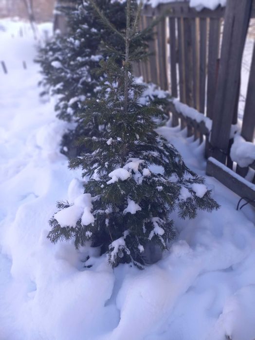 Живая ёлочка к Новому Году