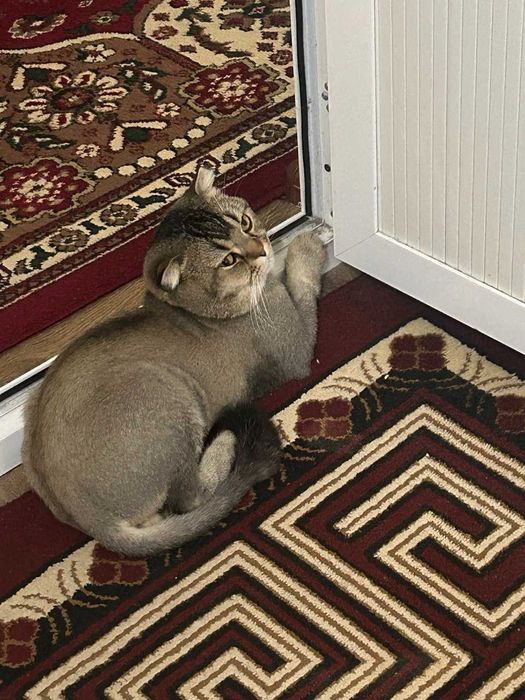 Потерялся кот! / Мушук йуколган. ВОЗНАГРАЖДЕНИЕ / МУКОФОТИ бор