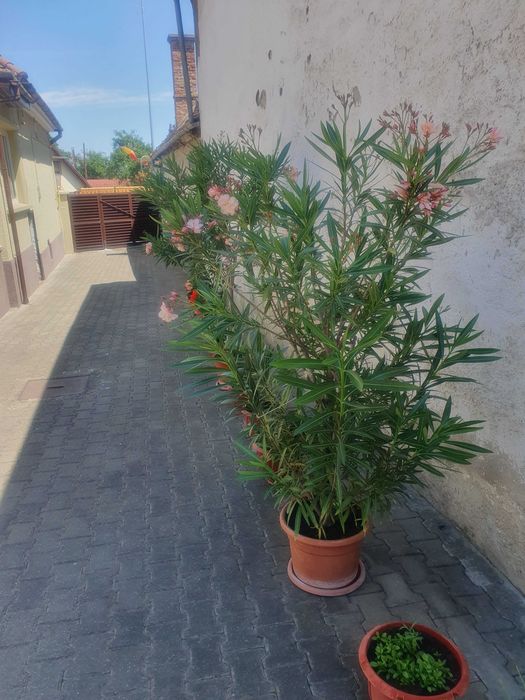 Leandrii  pentru decorațiuni exterioare, culoare roz