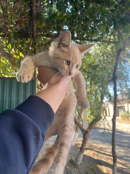 Отдам в добрые руки котёнка  мальчик.