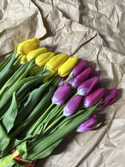 Тюльпаны голландские
