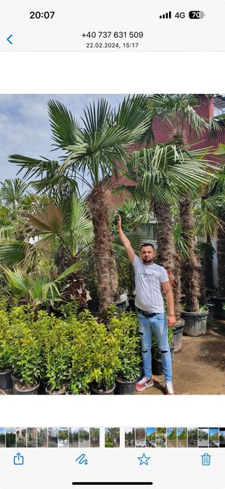 Amenajări grădini cu plante ornamentale