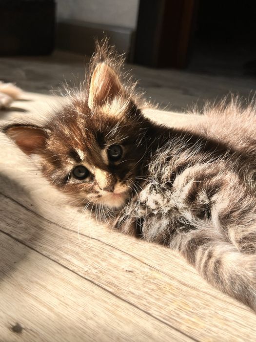 Котята Мейн кун полидактильные