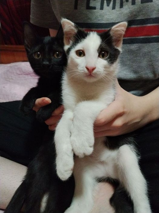 Котёнка отдам даром