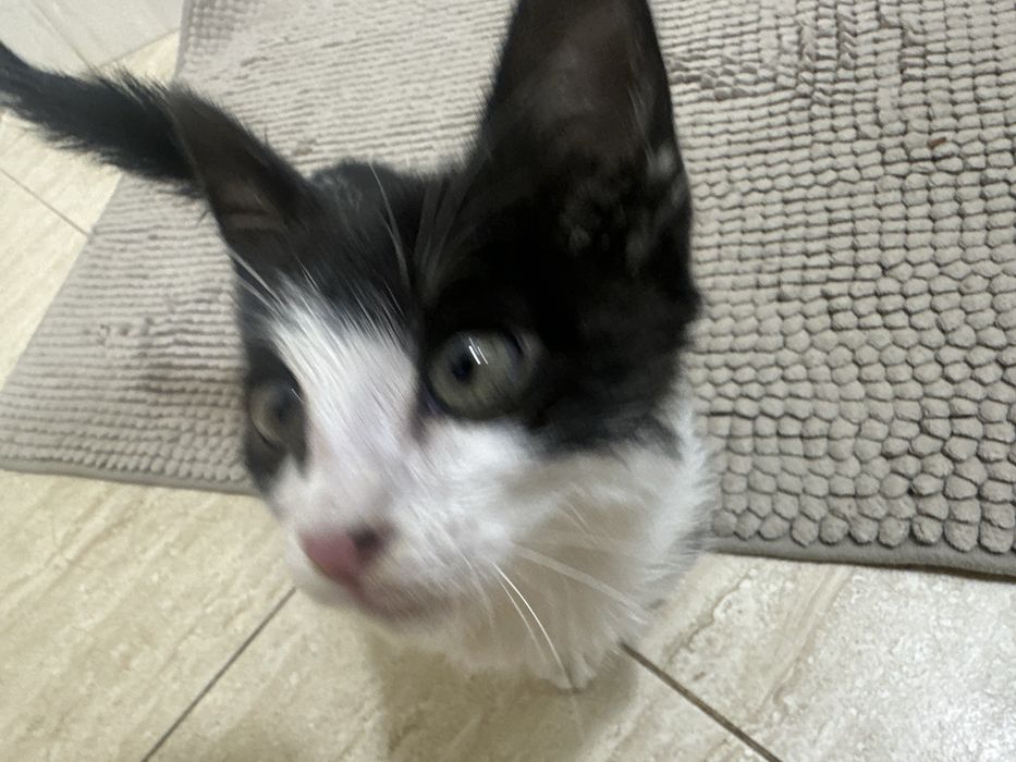 Котенок ищет дом