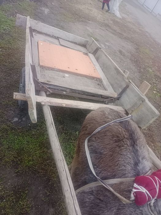 Продам осла .          .