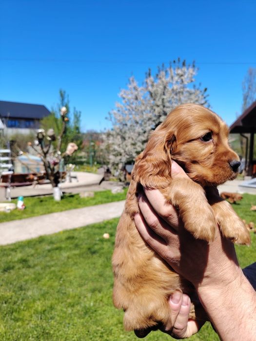 Puiuț cocker spaniel