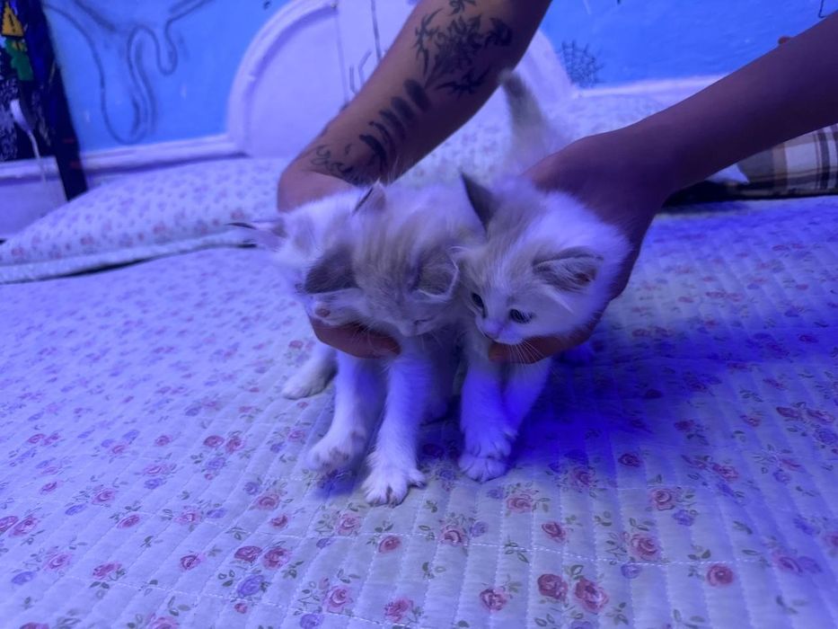 Продаются сибирские котята!