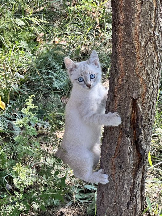 Котята 3 мес