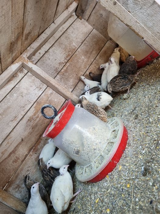 Se vând prepelite tinere și crescute natural