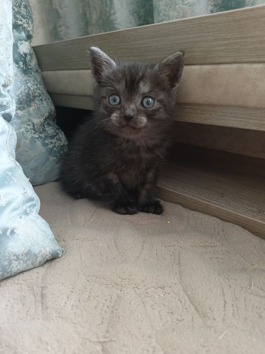 Ищим котёнку добрых хозяев