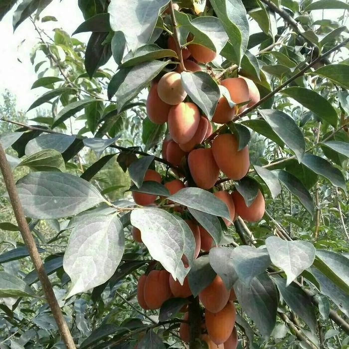 Karlik pakana Mevali Daraxtlar