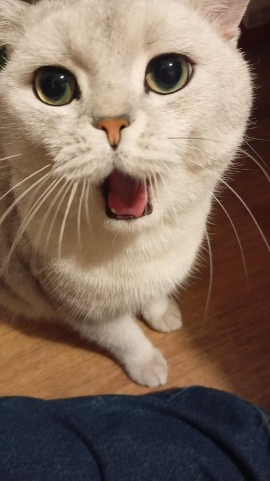 Продам кота , Фуджи