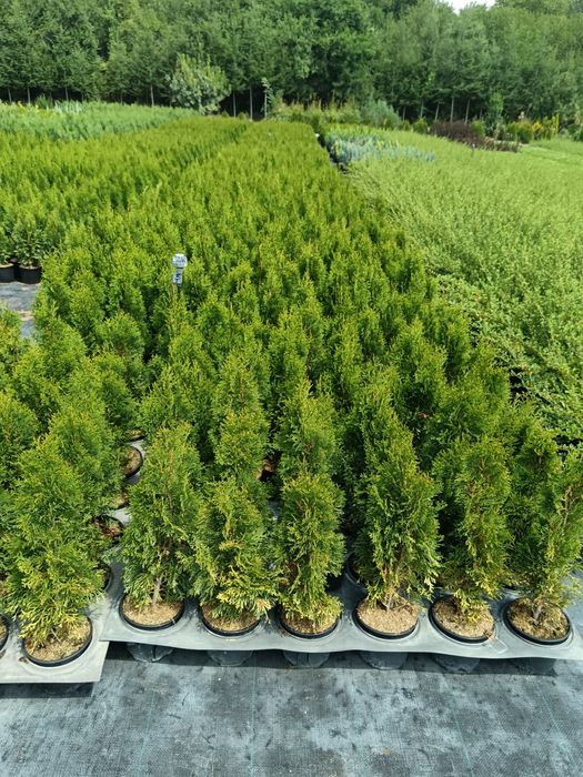 Туя смарагд цена 7 лв брой