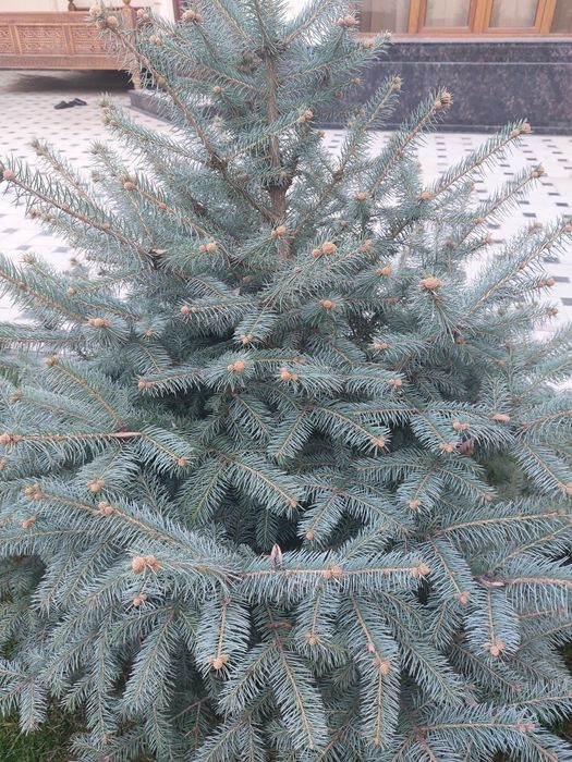Продаётся ёлка садовая