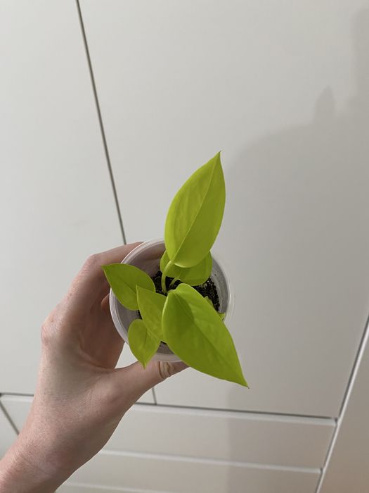 Неон лиана красивое растение