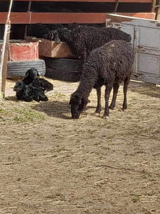 Она бола куйлар сотилади