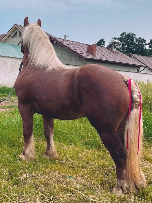 Vand manz de 6 luni sau schimb cu vitei