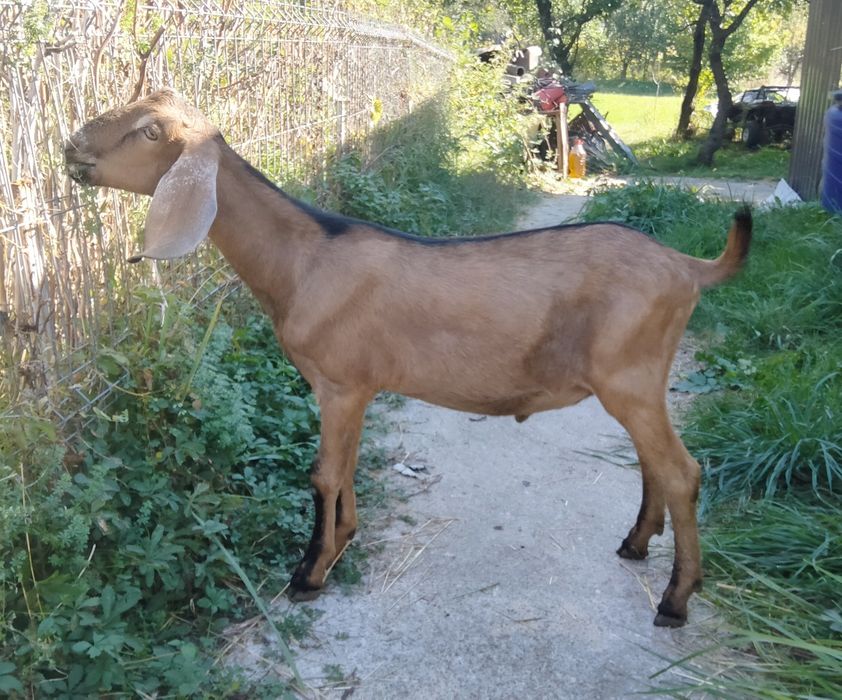 Tapisor Anglo Nubian vârsta 5 luni