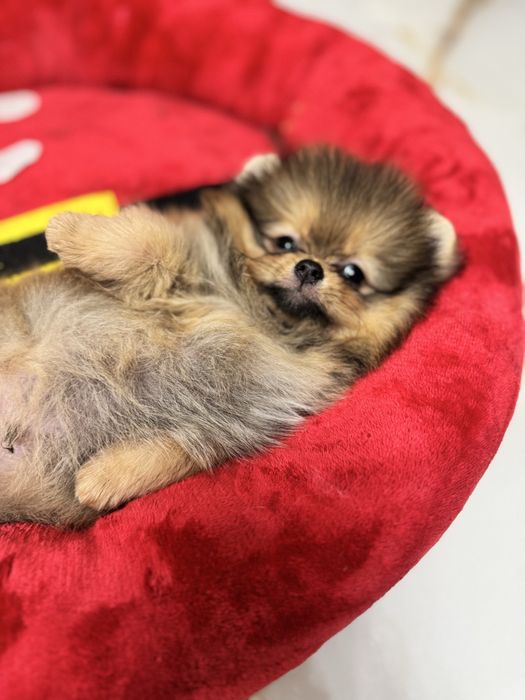 Mascul pomeranian fci pedigree