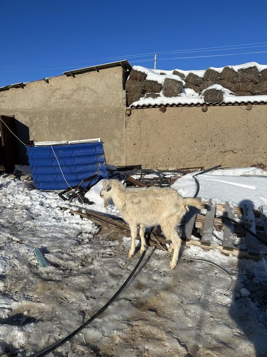 Орыс ешкі заенский