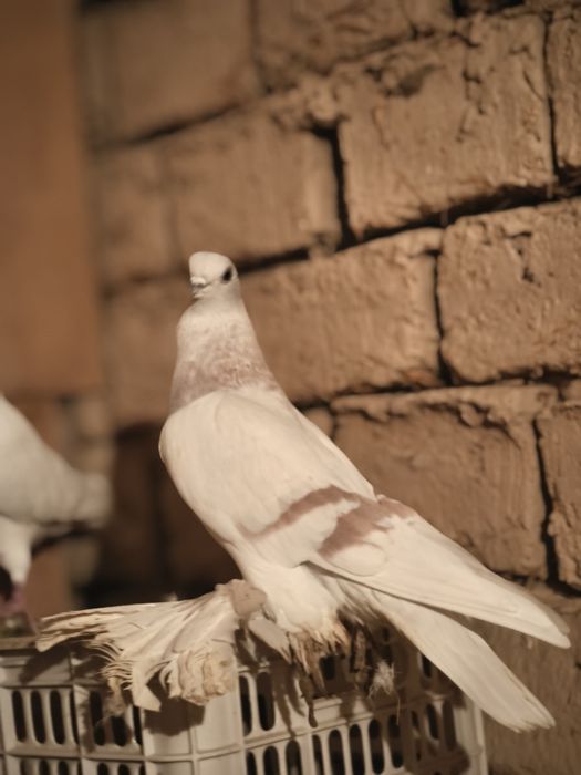 Хорошая галубкаа