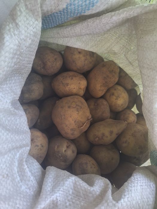Продам картофель