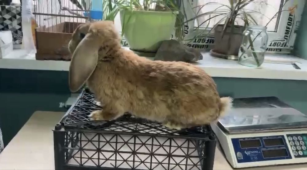 Французкий баран девочка